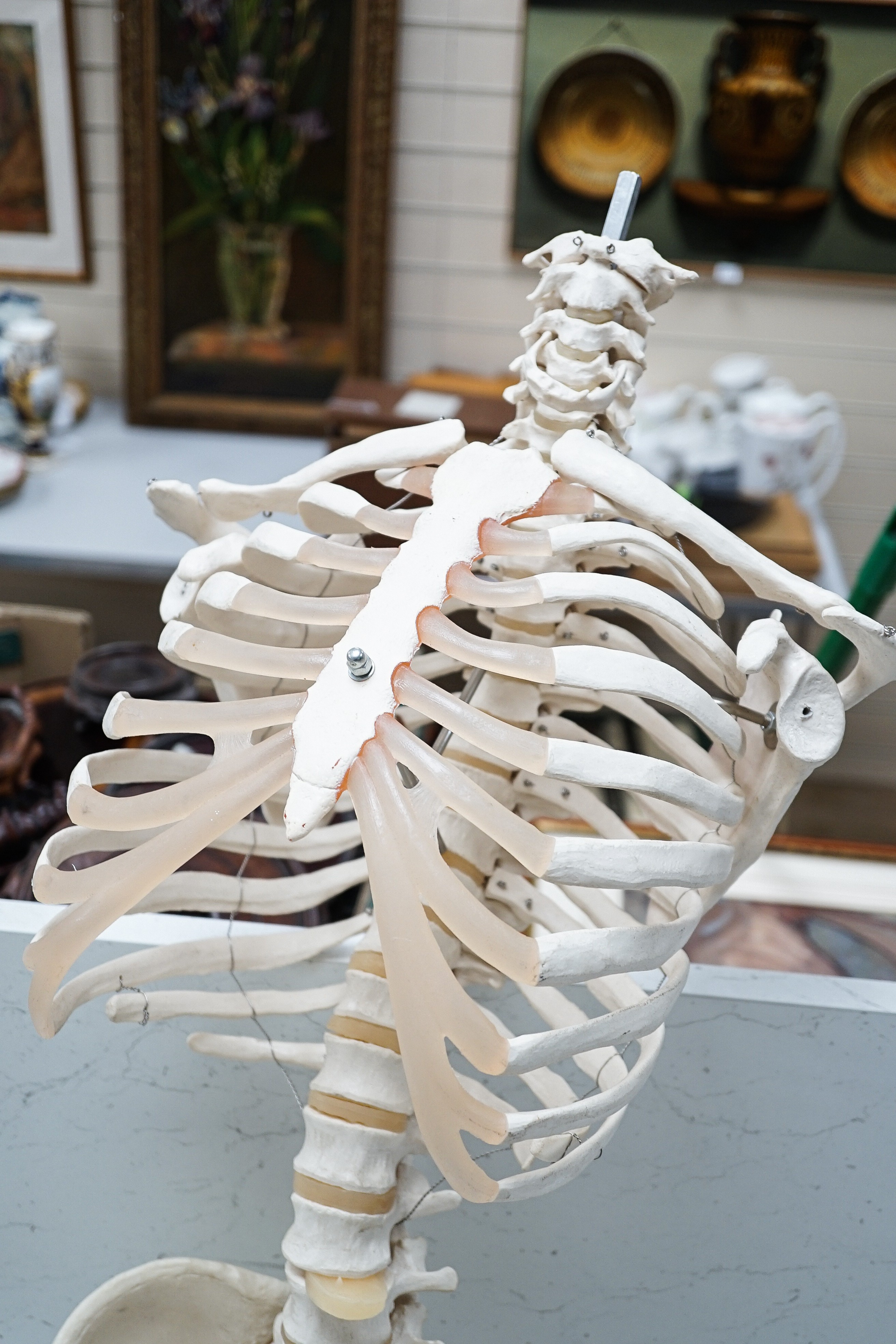 A faux human skeleton, 160 cms high not including skull.